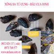 Đầu cua đinh xông than sau đẻ hiệu quả
