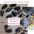 Đầu cua đinh trị bệnh phụ khoa và sa tử cung