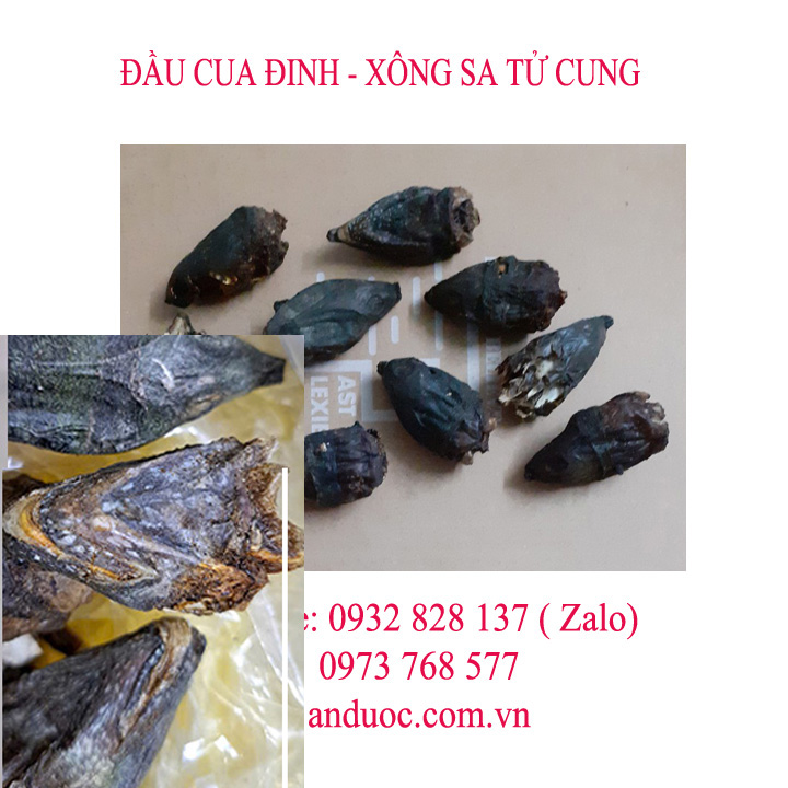 Cách dùng đầu cua đinh đúng trị bệnh phụ nữ
