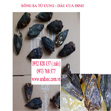 Đầu cua đinh xông trĩ