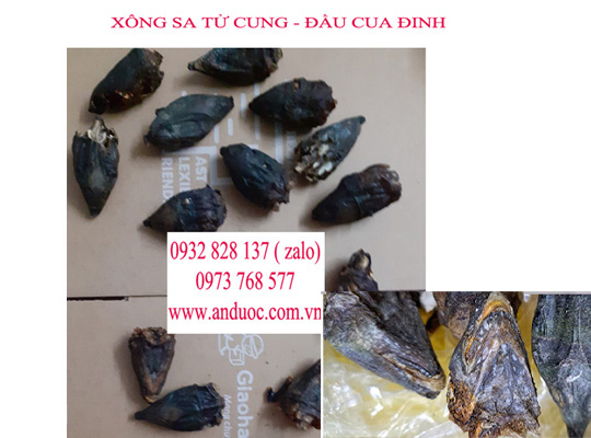 Đầu cua đinh xông trĩ