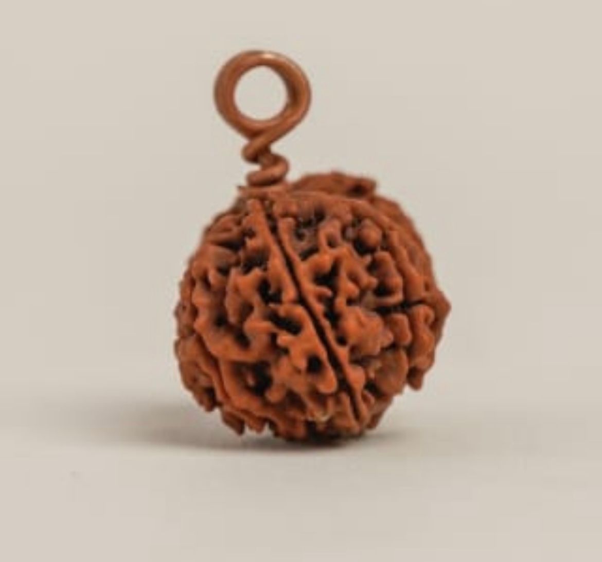 Hạt Rudraksha Isha Shanmukhi (sáu mặt)